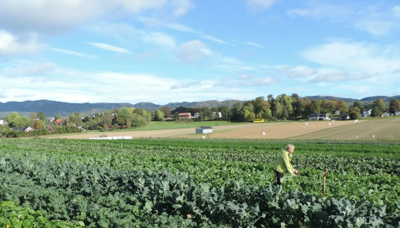Arhus andelsgard foto Kirsty DSCN0063 Andelshaver høster grønnsaker. (Foto: Kirsty McKinnon)