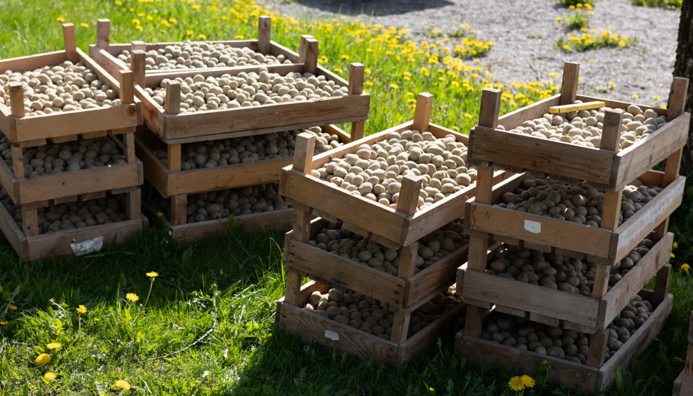 DisCoverCrop Heading Vi ser frem til tre år med feltforsøk på poteter på Tingvoll gard. (Foto: Vegard Botterli)