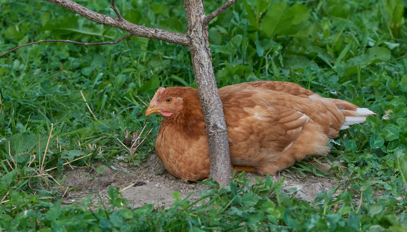 Kyllingute1 Saktevoksende slaktekylling på uteområde (Foto: Steffen Adler, NIBIO)
