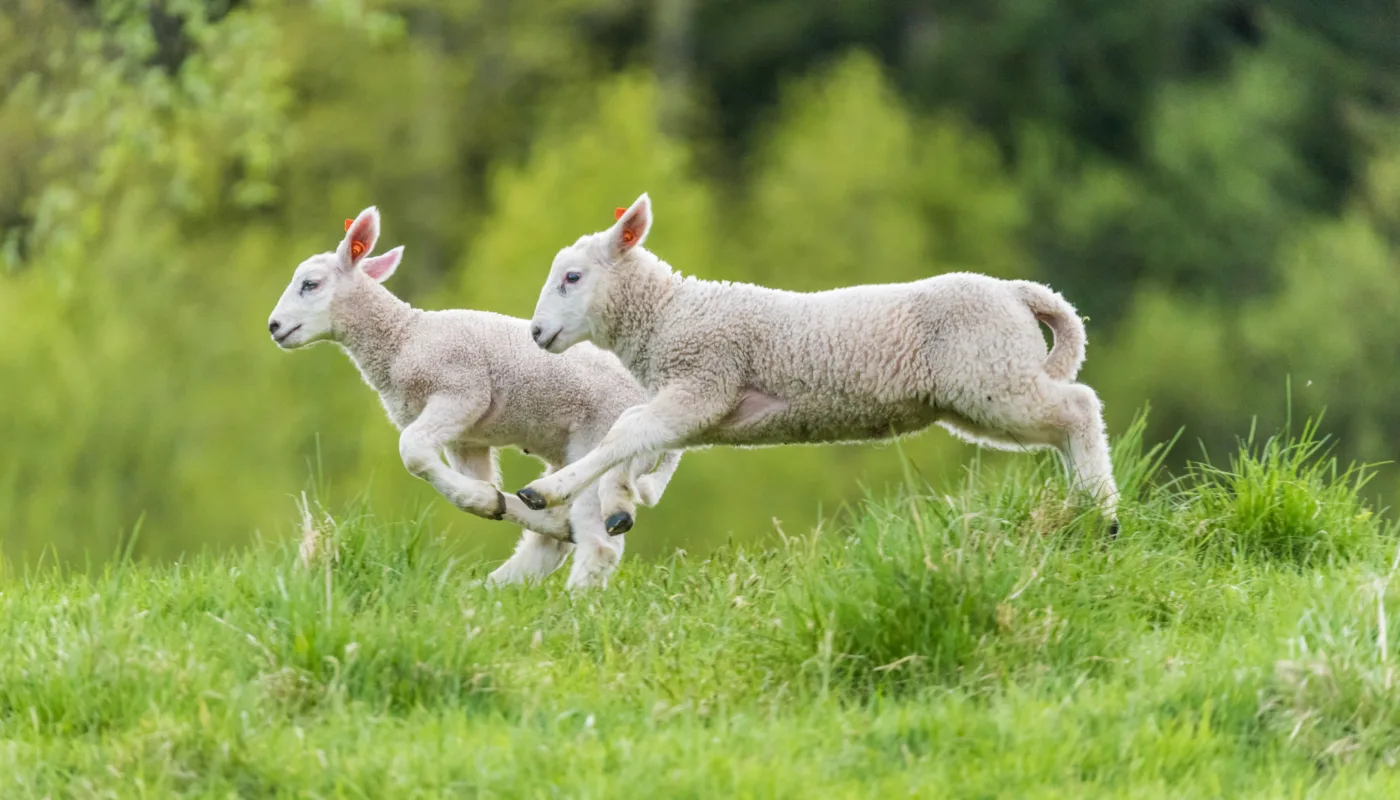 Lam på beite Lam er helt avhengige av råmelk for å bygge et sunt immunforsvar. Nå skal NORSØK måle melka for å finne ut mer om hva kvalitet har å si for lammehelsa.
