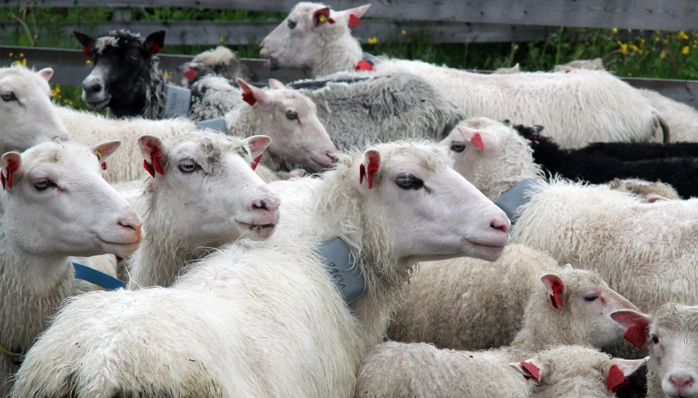 Img 4130 Sau Img 4130 Sau