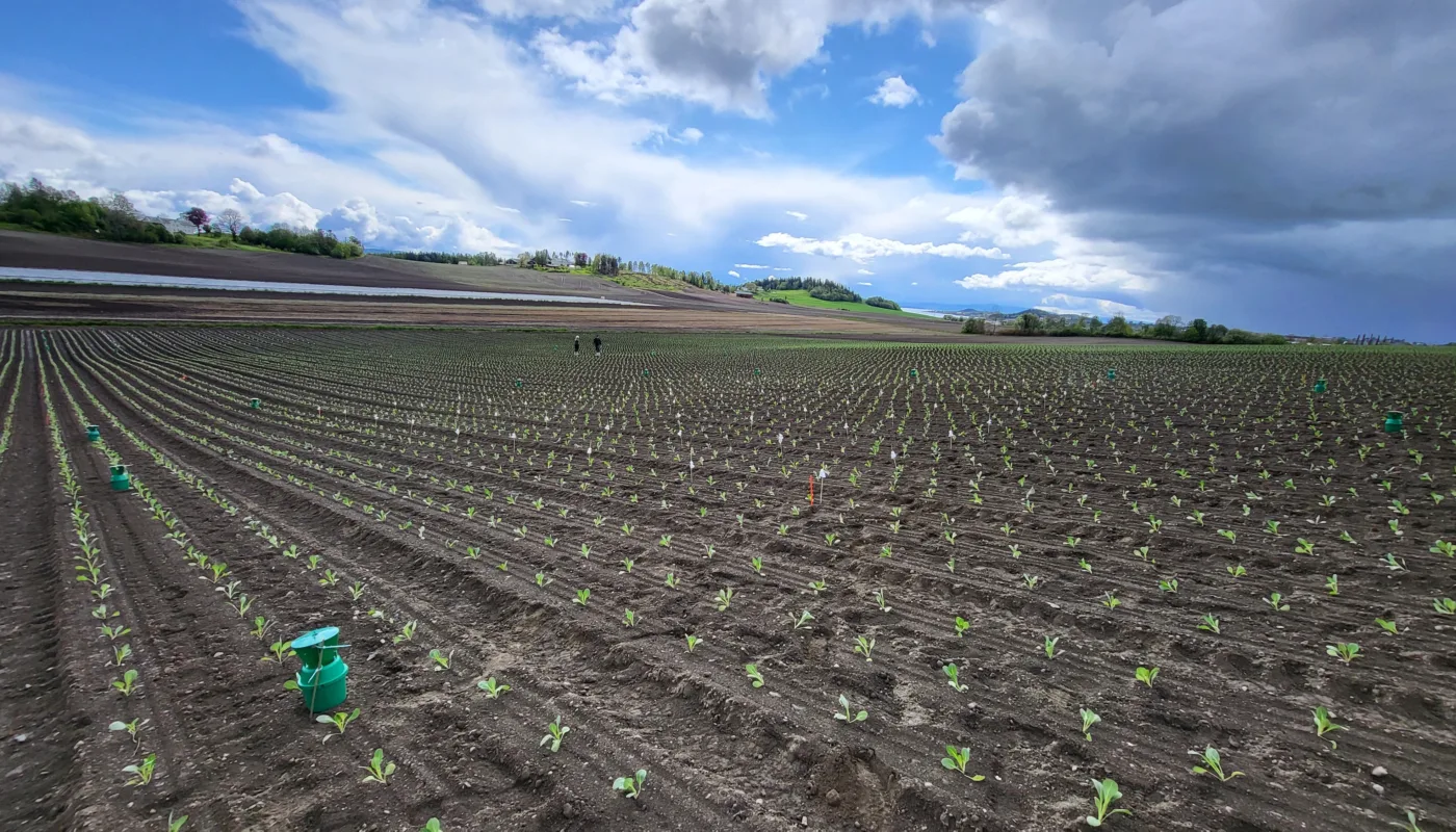 2025 05 21 14 56 37 Duftstoffer for å beskytte kålrot, hodekål og gulrot mot å bli spist opp av hårete engtege skal testes ut på store grønnssaksfelt i Trøndelag. (Foto: Atle Wibe)