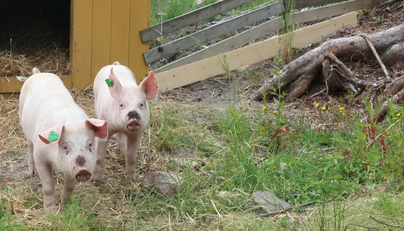 Gris ute 3 ROSANN Utegriser på Tingvoll gard (Foto: Rosann E. Johanssen)
