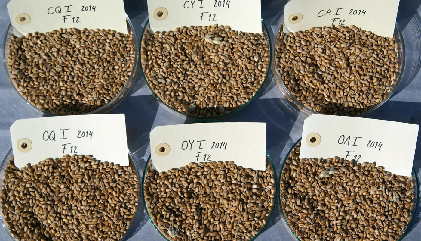 Dsc08319 Fro I økologisk dyrking er det også behov for planter med noe andre egenskaper enn de vanlige sortene, og dagens utvalg av sorter alt for lite. (Foto: Anne de Boer, NIBIO)