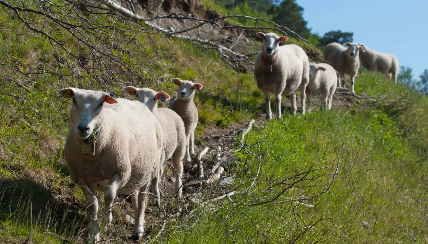 Heine S 1106 6928 Heine S 1106 6928 (Foto: Heine Schjølberg)