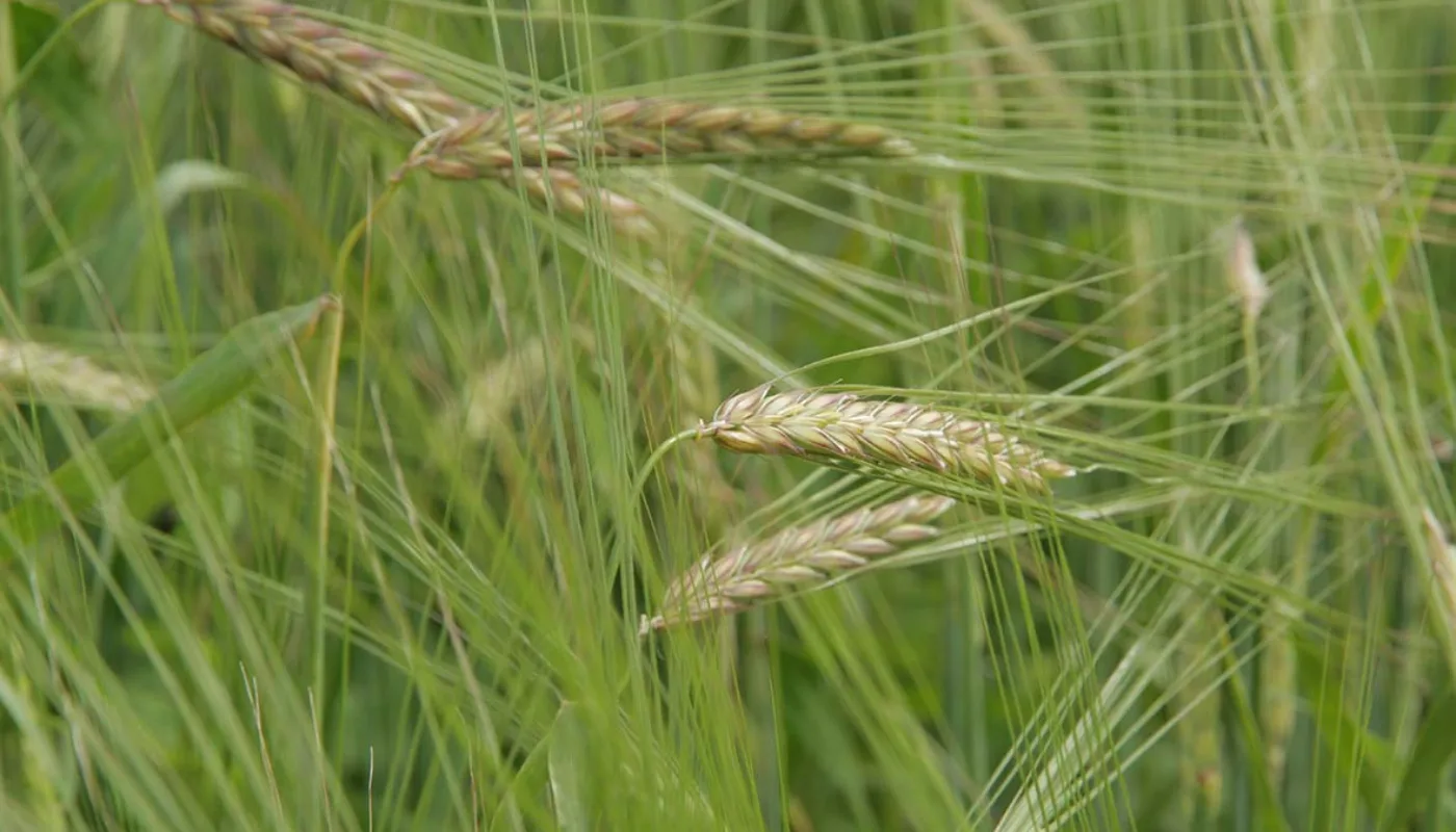 Korn Foto Al Korn Foto Al