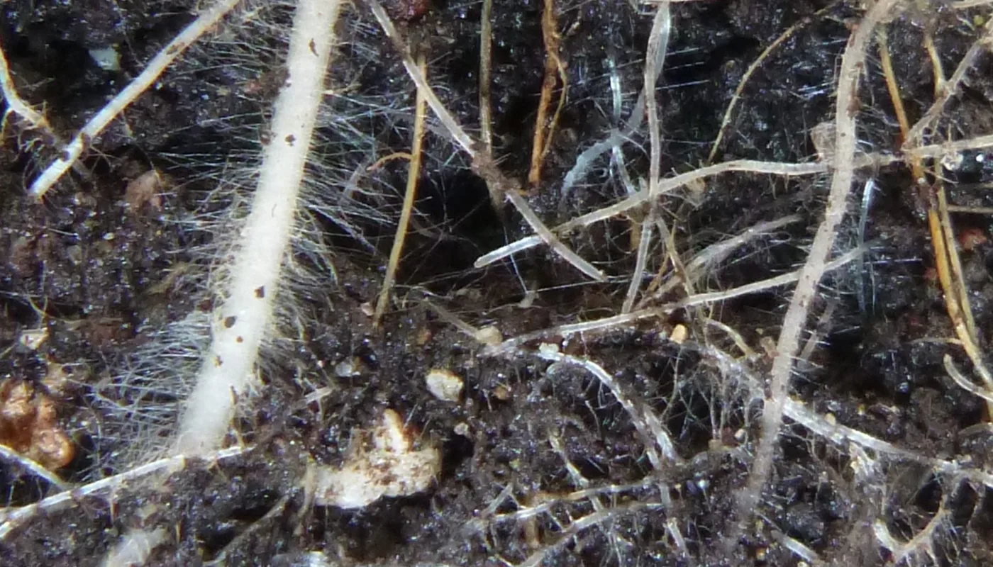 Røtter I Potter Sådd 1 Mars Bilde 24 Mai 2016 14 Røtter I Potter Sådd 1 Mars Bilde 24 Mai 2016 14