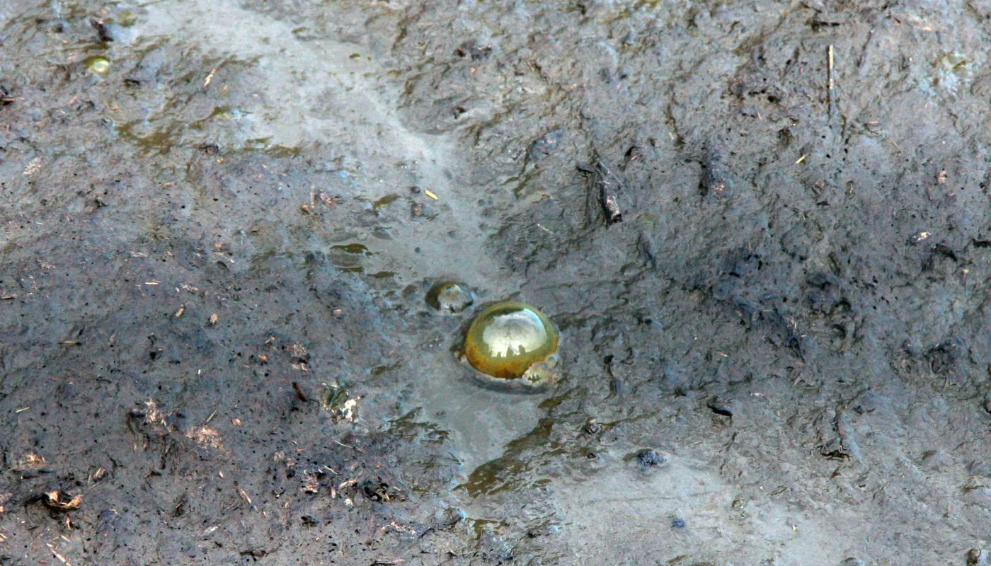 Husdyrgjødsel Img 4256 Al Det fins lite kunnskap om innhold av veterinærmedisin i norsk husdyrgjødsel. (Foto: Anita Land)