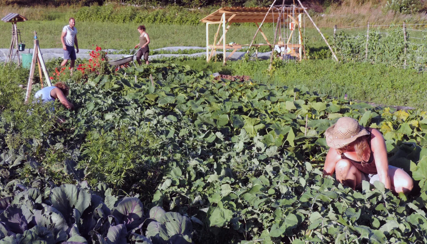 Furugrenda Andelslandbruk Foto Kirsty Mc Kinnon Furugrenda Andelslandbruk, Sunndal (Foto: Kirsty McKinnon)