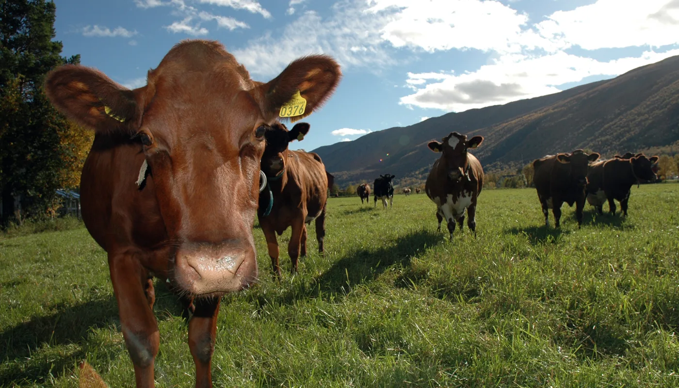 Kuer Beite Jon S 002 Det er store variasjoner mellom både økologiske og konvensjonelle gårdsbruk. (Foto: Jon Schärer)