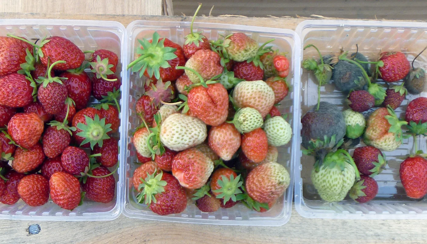 Graskimmel Ozonholdig vann brukes som plantevern av vinranker mot soppsykdommer i USA og utprøves flere steder i Europa. Imidlertid har ingen tidligere prøvd dette tiltaket som plantevern for jordbær. (Foto: Atle Wibe)