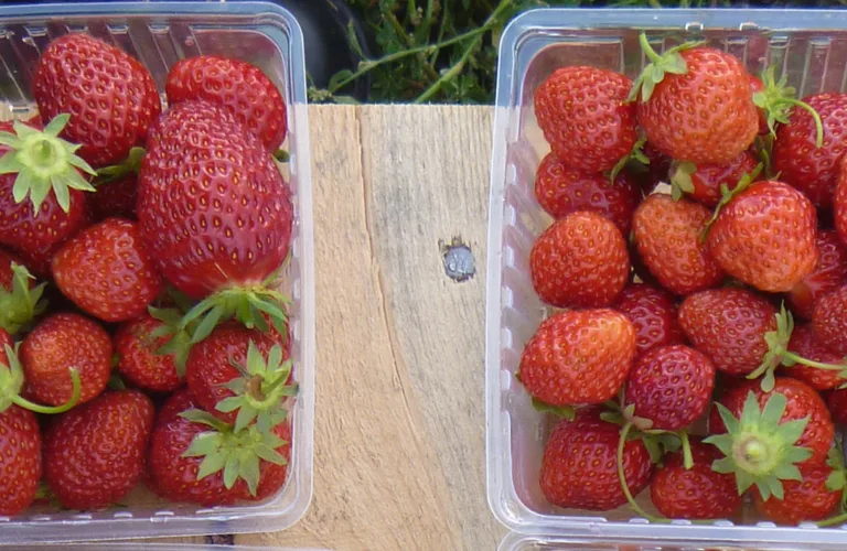 Slik kan vi beskytte de gode, norske jordbærene Slik kan vi beskytte de gode, norske jordbærene