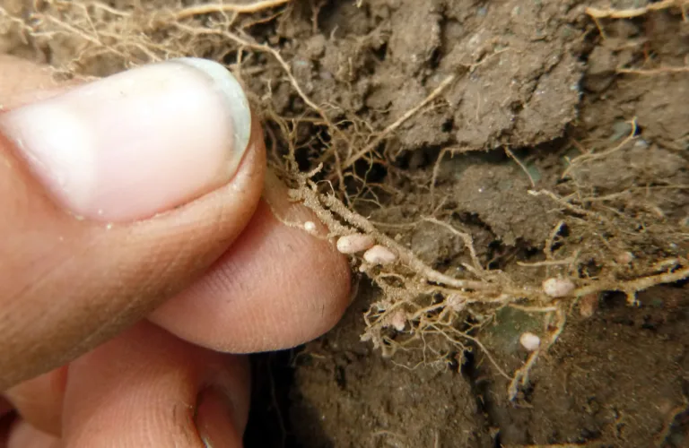Program Levende Matjorduke 25.-29. september på Evje Gård i Sigdal