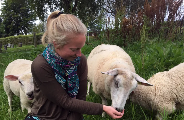 Tett liggeunderlag til norsk økosau Tett liggeunderlag til norsk økosau