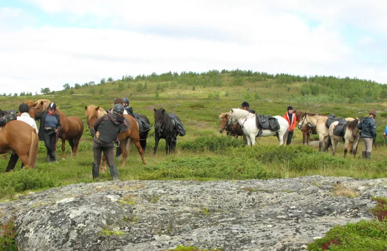 Hestemøkk som gjødselkilde – formidling om god håndtering for tilbakeføring til dyrkingsjord