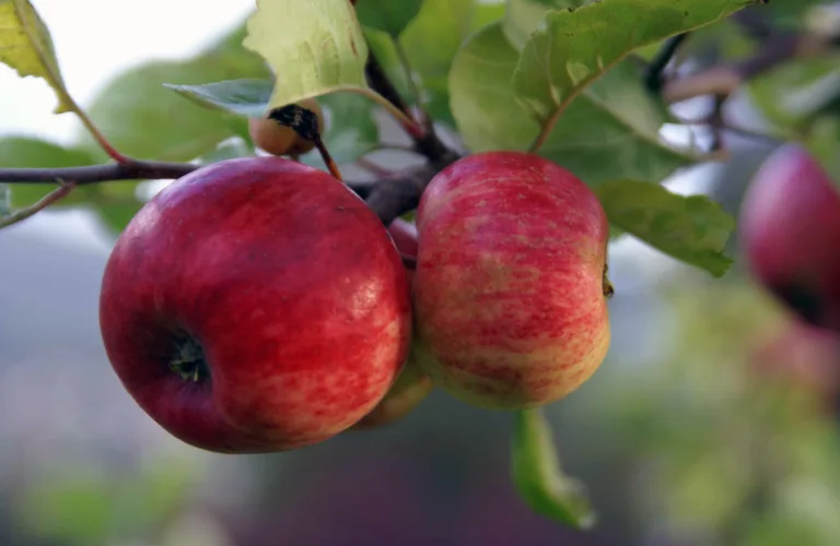AVLYST! Beskjæringskurs - frukt og bær, lørdag 28. mars 2020 kl. 11-14