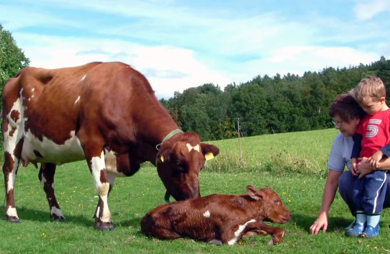 GrazyDaiSy - Utvikling av bærekraftige og robuste gras-baserte driftssystemer i økologisk melkeproduksjon