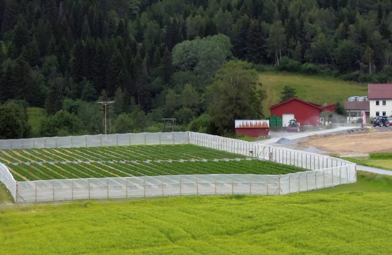 FenceTrap – kombinert bruk av alternative tiltak for reduksjon av insektskader i jordbær
