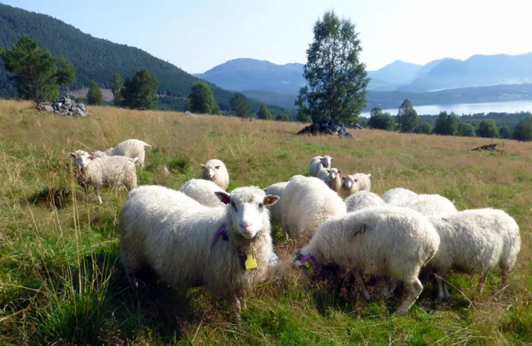 Kan redusere kraftfôrkostnadene med 65 %