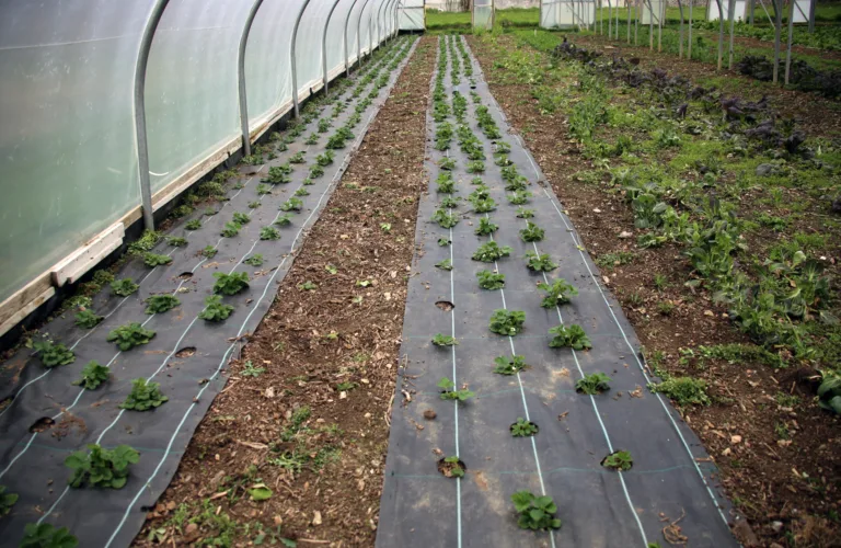 Utfasing av uønska innsatsfaktorer fra økologisk landbruk (Organic-PLUS)