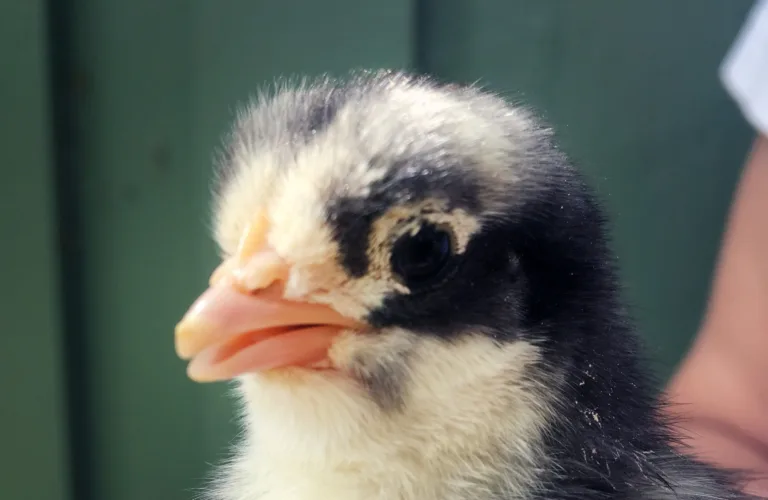 Innovative driftssystemer for økologisk kyllingproduksjon