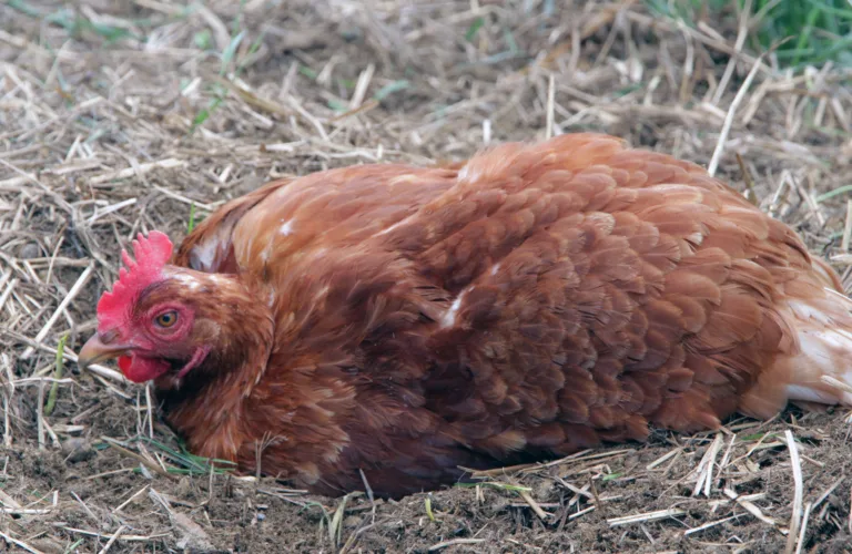 Nye publikasjoner om atferd og velferd for høns, gris, sau og kanin