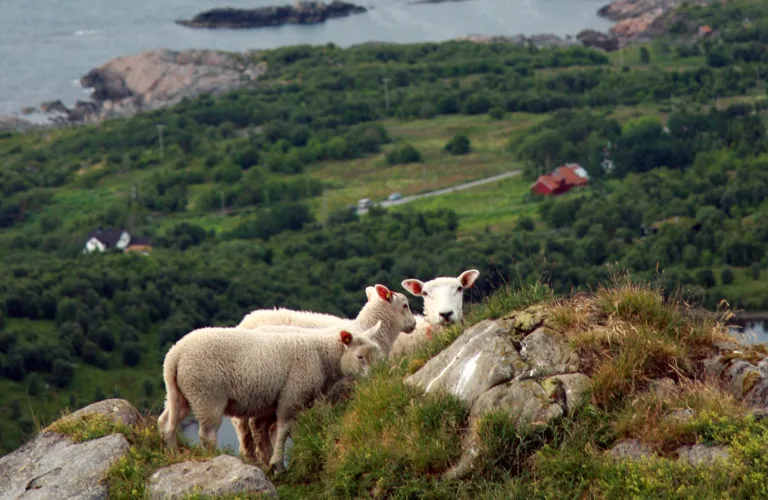 Forebyggende tiltak mot alveld Forebyggende tiltak mot alveld