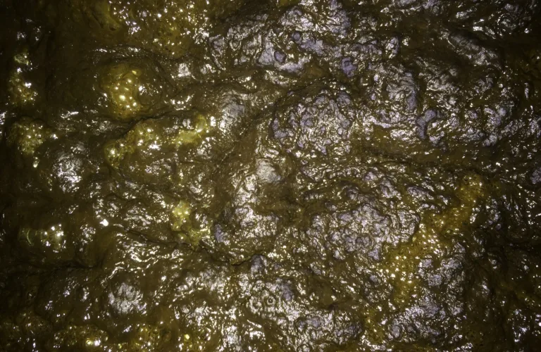 Forsøk med fermentering av husdyrgjødsel Forsøk med fermentering av husdyrgjødsel