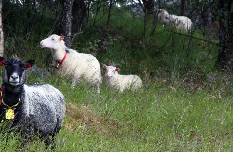 God økonomi i reetablering av nedlagt innmarksbeite