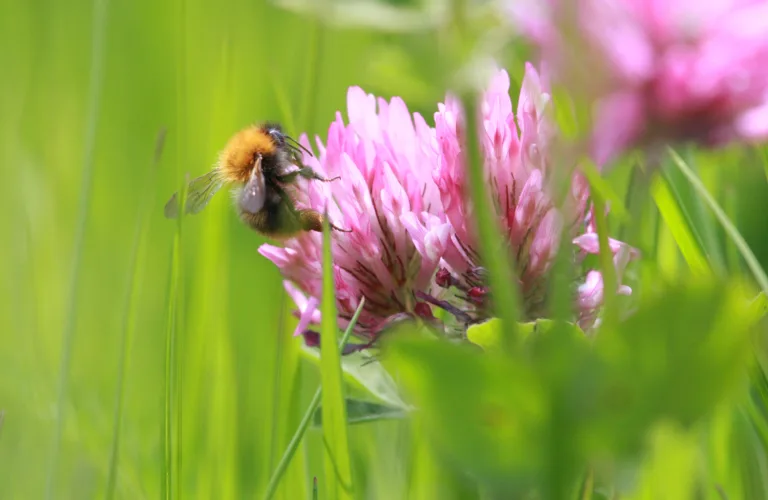 Foredrag om bier, andre pollinerende insekter og tiltak for å hjelpe dem.