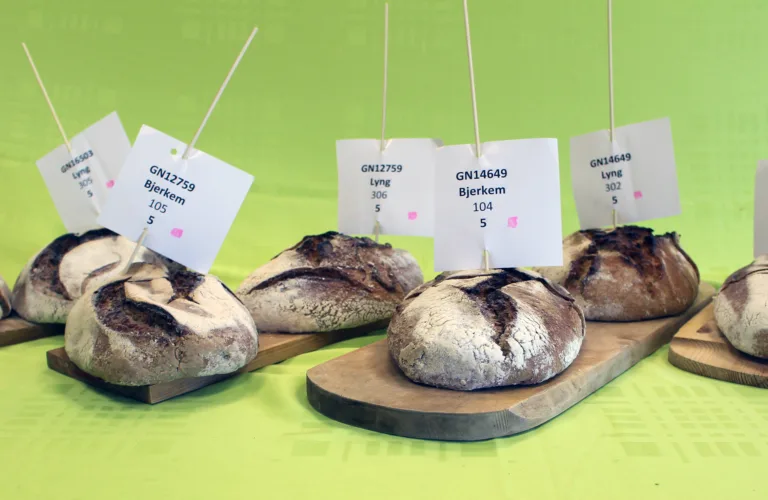 Godt brød med moderne hvetesorter
