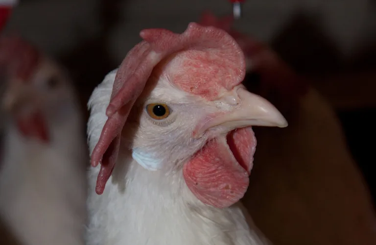 Helhetlig bioØkonomisk utnyttelse av verpehøNE