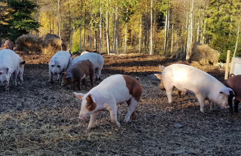 Økologisk dyremateriale