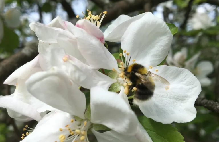 Markering av verdens miljødag på Tingvoll gard