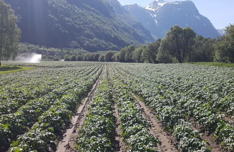 Markdag potet i Levanger, 25. juni kl. 15-18