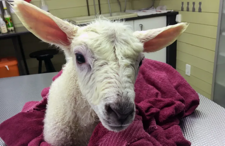 Barkekstrakt som middel mot koksidiose hos lam