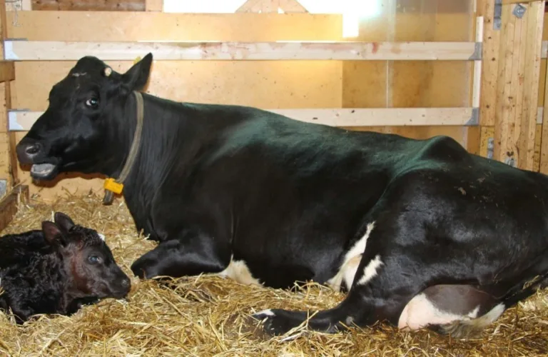 Separasjon av ku og kalv (KuKalvTG)