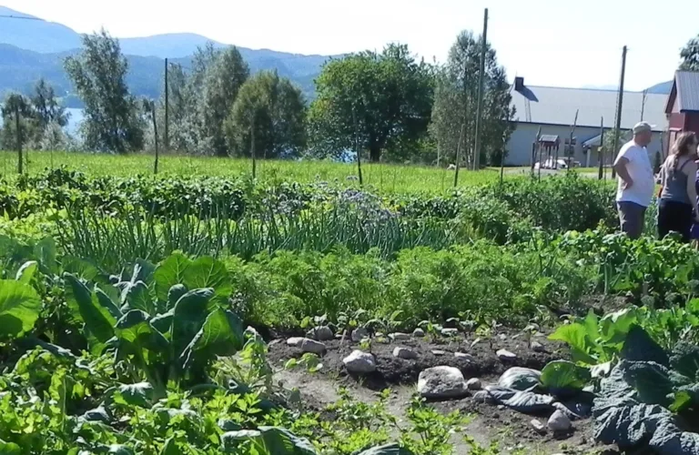 Dyrking av matvekster i andelslandbruk og andre former for småskala produksjon