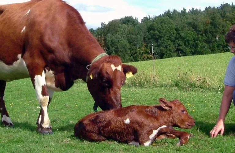 Sambeiting ku-kalv for bedre dyrevelferd og økonomi (Kalvelykke)