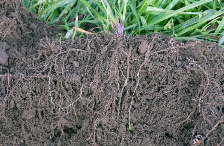 Jordkarbon i økologisk landbruk Jordkarbon i økologisk landbruk