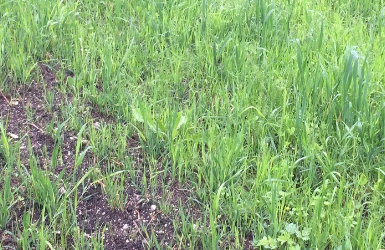 Markdag 28. august: Fiskebein som gjødsel, og ozon mot tørråte