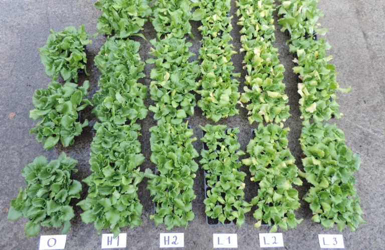 NORSØK aktiv i europeisk samarbeid for å finne alternativer til torv i oppalsjord