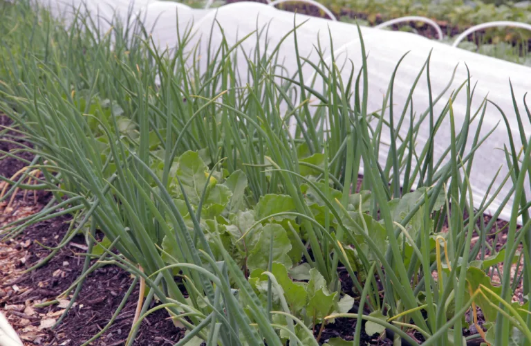 Klimasmart og økologisk Klimasmart og økologisk