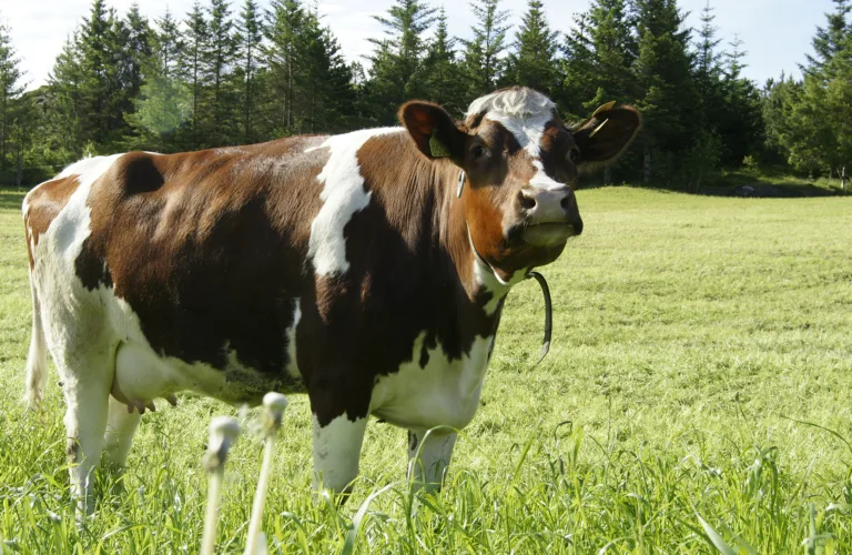 Muligheter for miljø- og klimavennlig melkeproduksjon