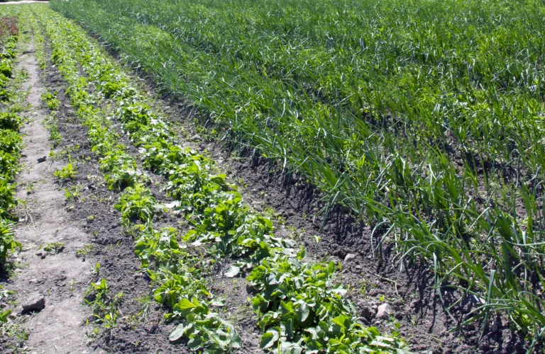 Økologisk landbruk må bli mer økologisk Økologisk landbruk må bli mer økologisk