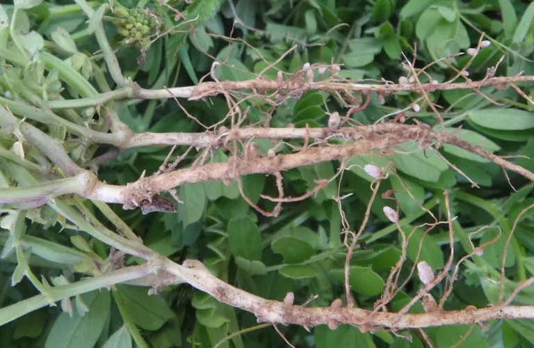 Jordfruktbarhet i økologiske dyrkingssystem "FertilCrop" Jordfruktbarhet i økologiske dyrkingssystem "FertilCrop"