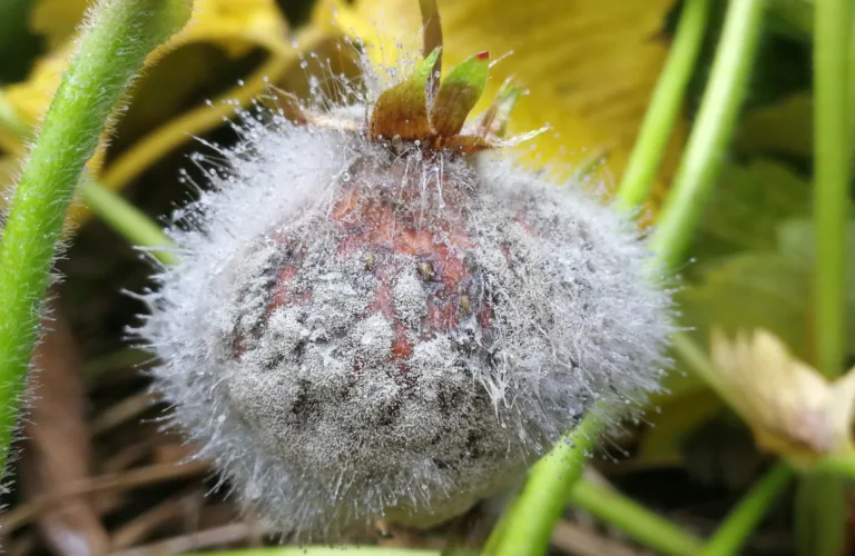 Kan soppsykdommer i jordbær og andre vekster kontrolleres ved sprøyting med ozonholdig vann? Kan soppsykdommer i jordbær og andre vekster kontrolleres ved sprøyting med ozonholdig vann?