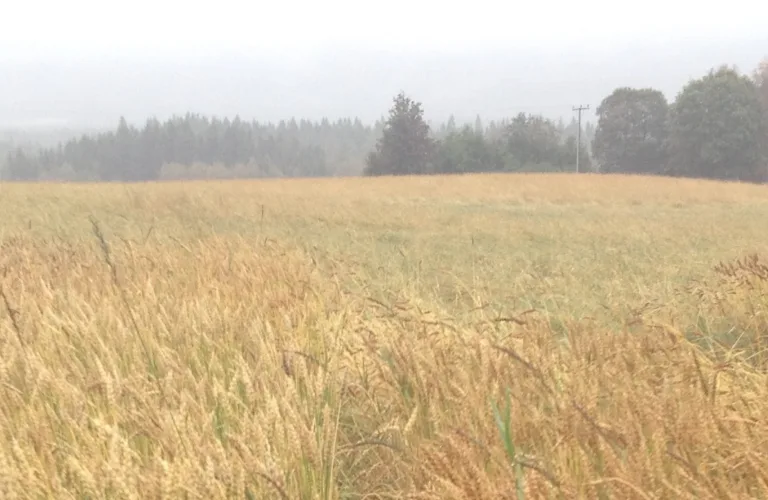 Økologisk såkorn (Seedgrains)