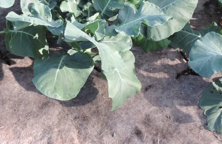 Jorddekkeduk av filtet ull som erstatning for plast