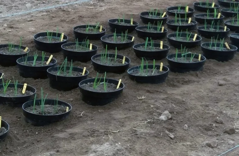 Forsøk med gjødsel fra havet